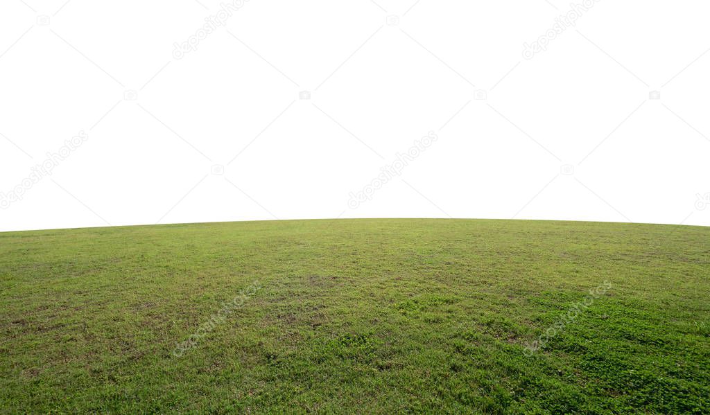 Green grass field isolated on white background .