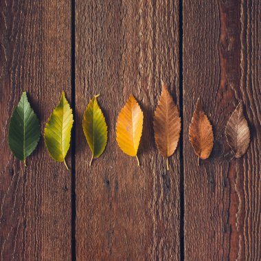 Renkli sonbahar yaprakları