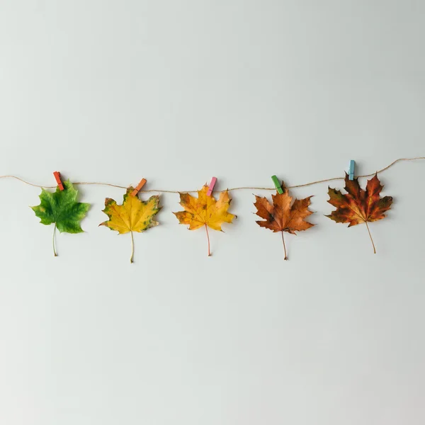 Színes őszi levelek — Stock Fotó