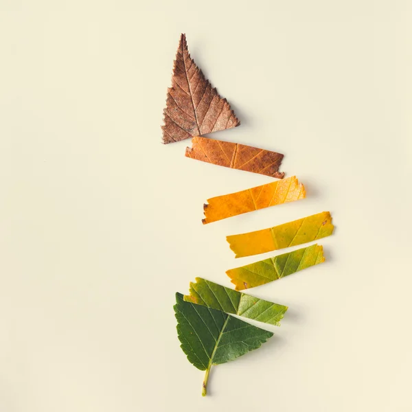 Colorful autumn leaf — Stock Photo, Image