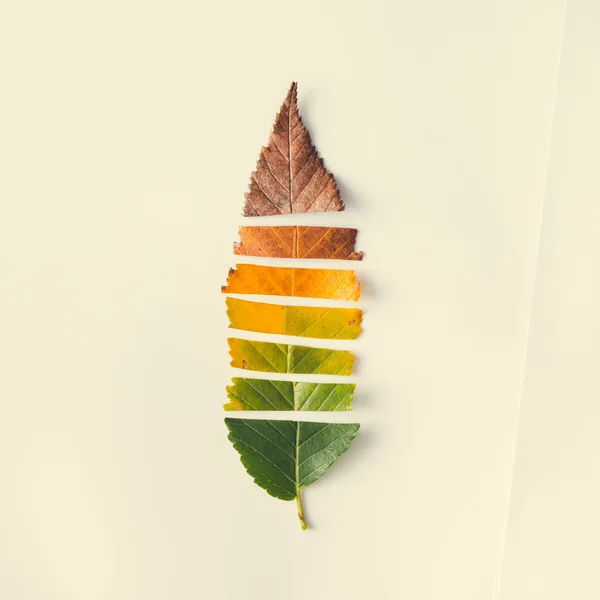 다채로운가 잎 — 스톡 사진