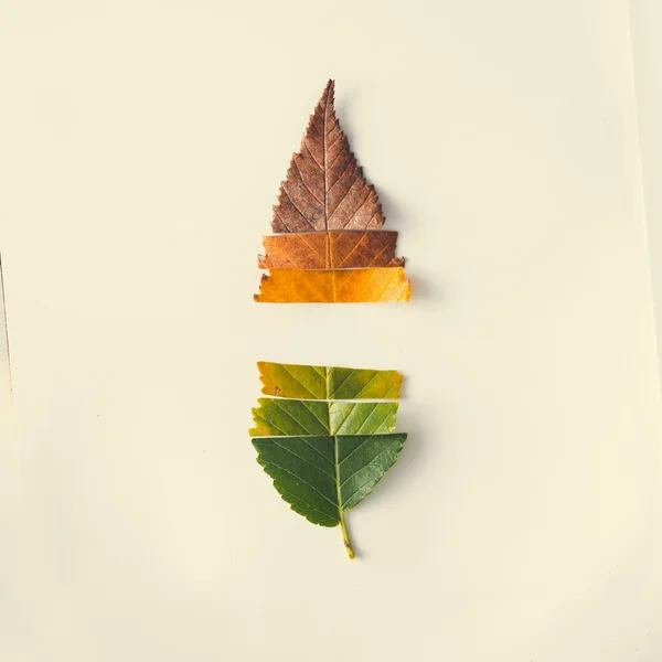 Hoja de otoño colorido — Foto de Stock