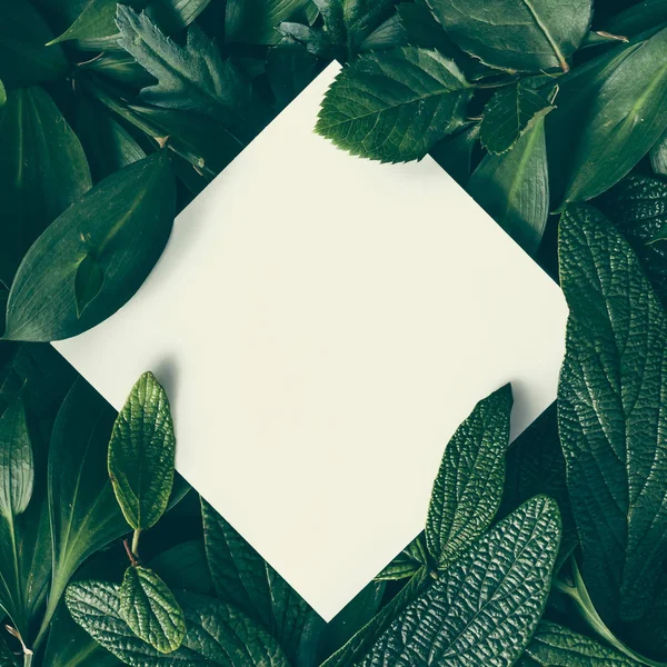Зелене листя з паперовою карткою — стокове фото