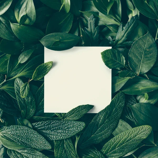 Green leaves with paper card — Stock Photo, Image