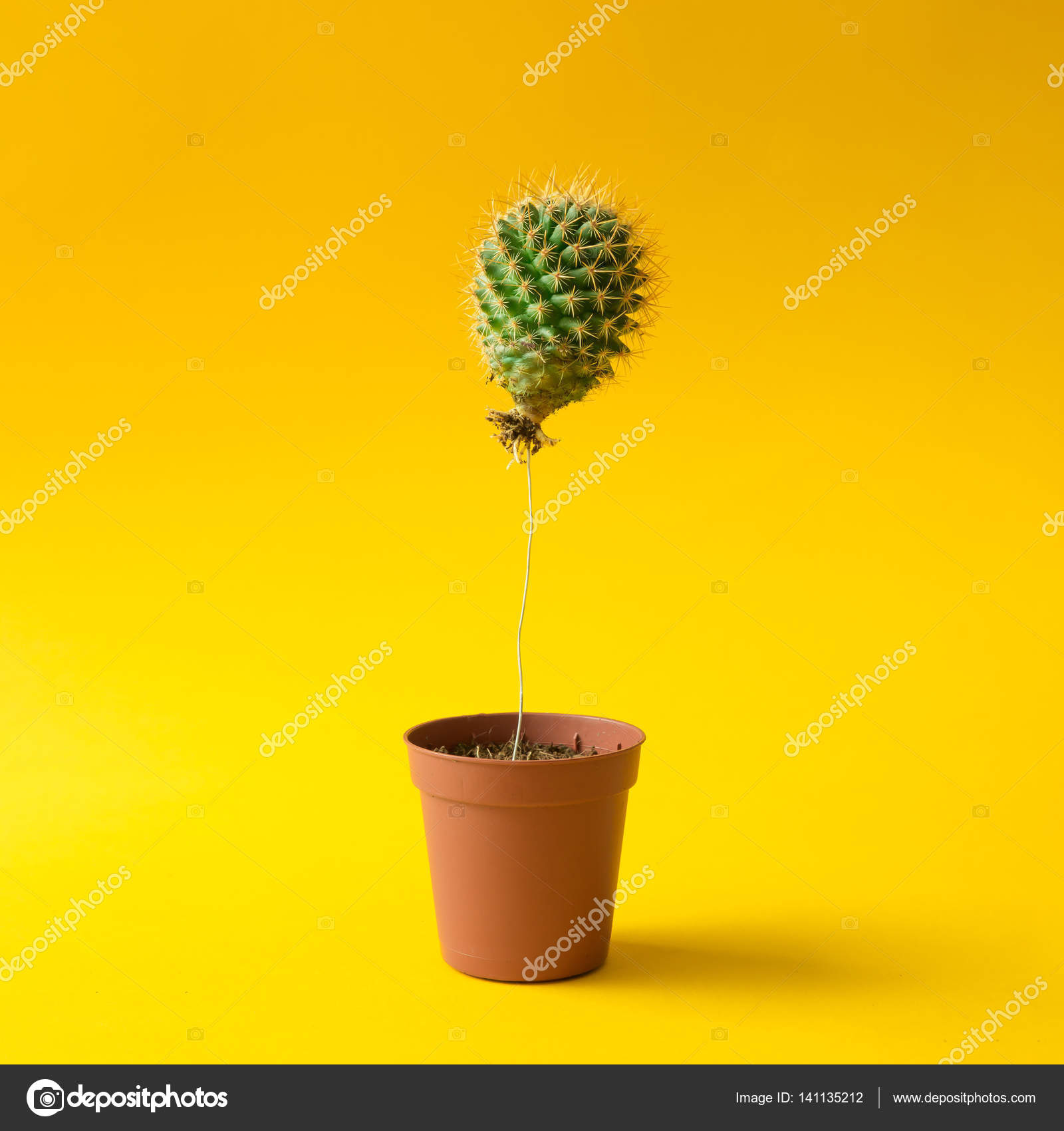 Cactus balloon in plant pot — Stock Photo © Zamurovic ...