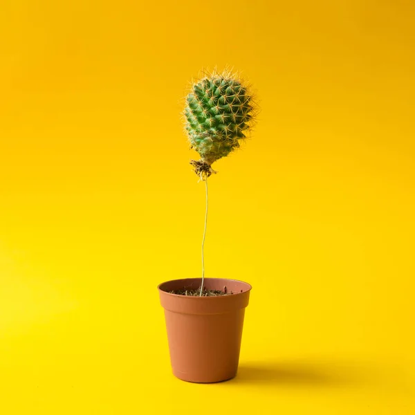 De ballon van de cactus in pot van de plant — Stockfoto