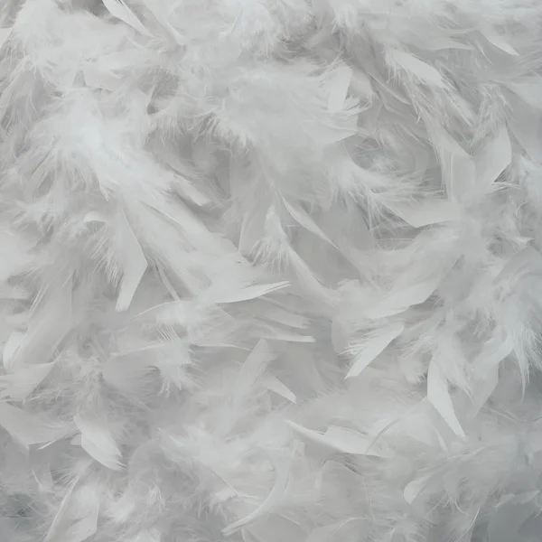 Creative layout made of white feathers — Stock Photo, Image