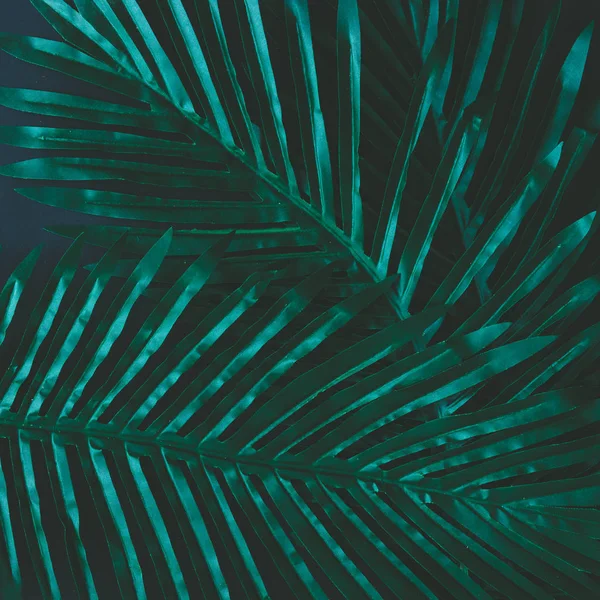 Layout criativo feito de folhas tropicais — Fotografia de Stock
