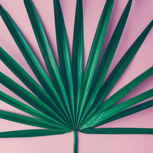 Liści palmy tropikalnej — Zdjęcie stockowe