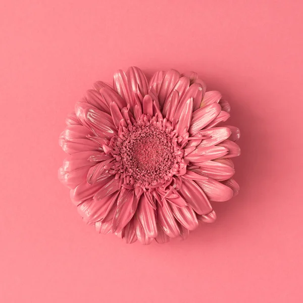 Pink Margaréta virág — Stock Fotó