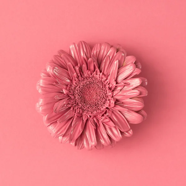 Pink daisy blomman — Stockfoto