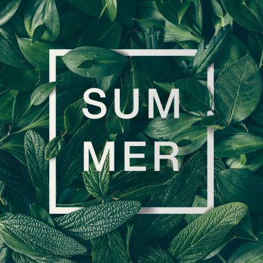 yeşil yaprakları ile kağıt kartı kenarlık 