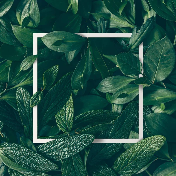 green leaves with paper card border 