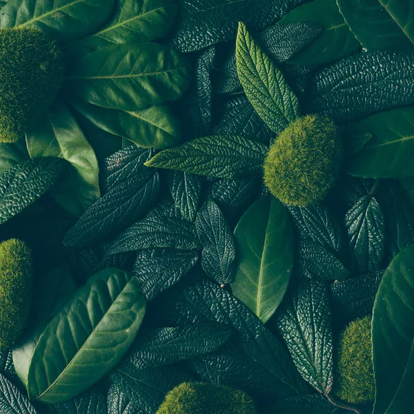 Layout criativo feito de folhas verdes — Fotografia de Stock