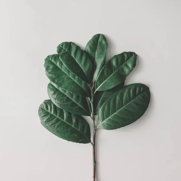 Creative minimal arrangement of branch with leaves — Stock Photo, Image