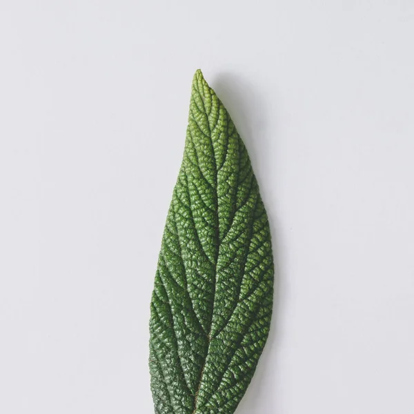 Красиві зелений лист — стокове фото