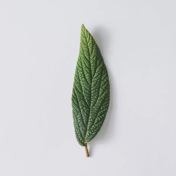 Beautiful green leaf