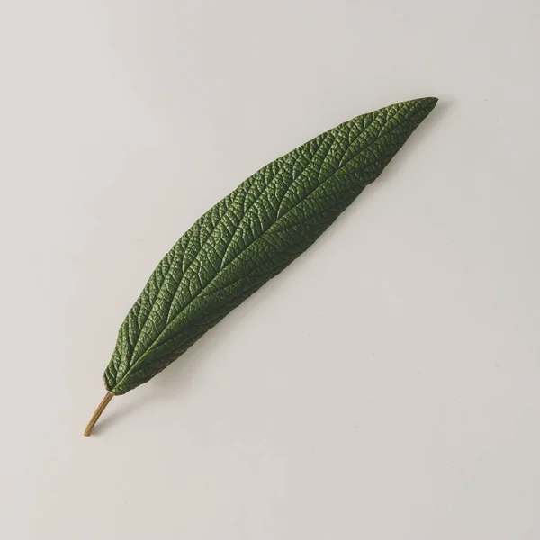 Caneta Quill feita de folha verde — Fotografia de Stock