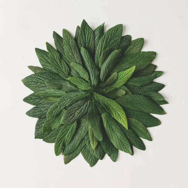 Creative arrangement of green leaves — Stock Photo, Image