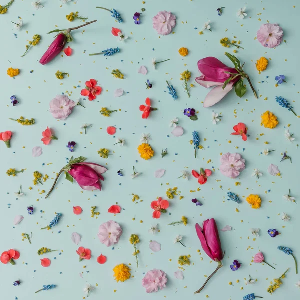 Fleurs printanières colorées . — Photo