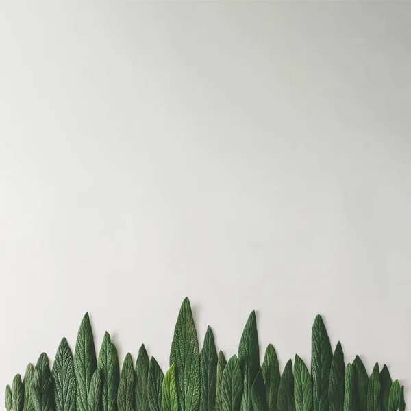 Лісова лісова лінія з зеленого листя — стокове фото