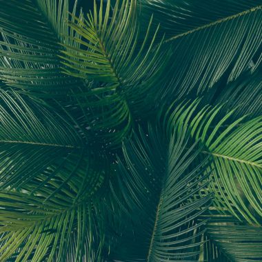 Creative layout made of tropical leaves clipart