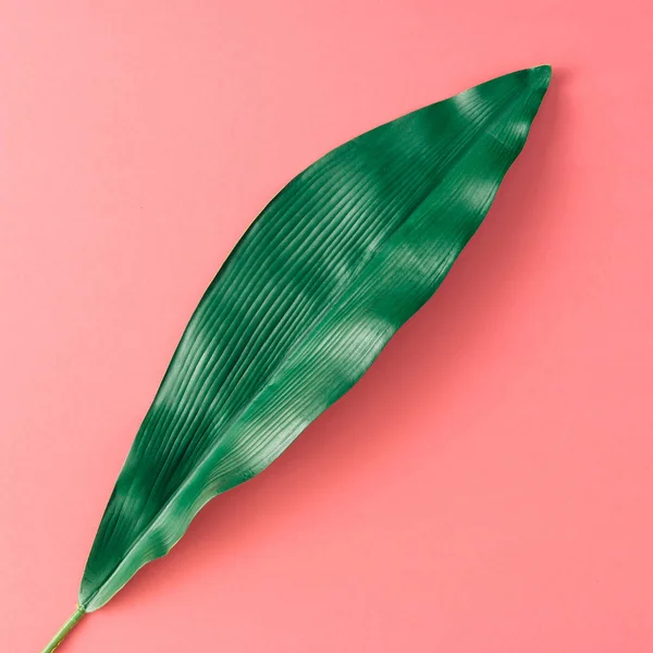 Feuille de palmier tropicale — Photo