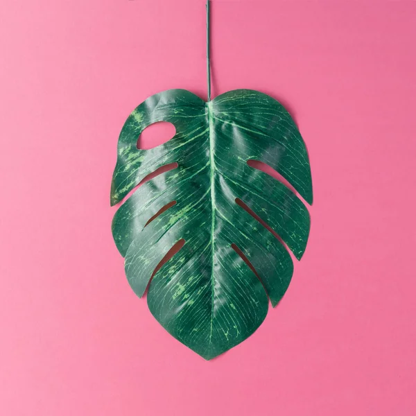Тропічний palm leaf — стокове фото