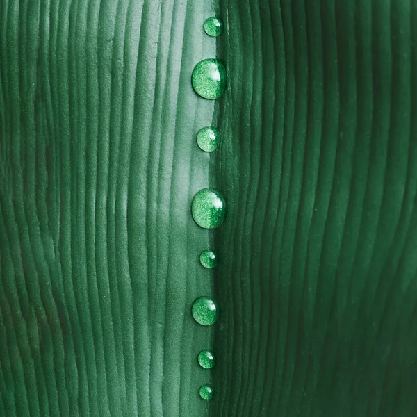 Green tropical leaf with rain drops — Stock Photo, Image