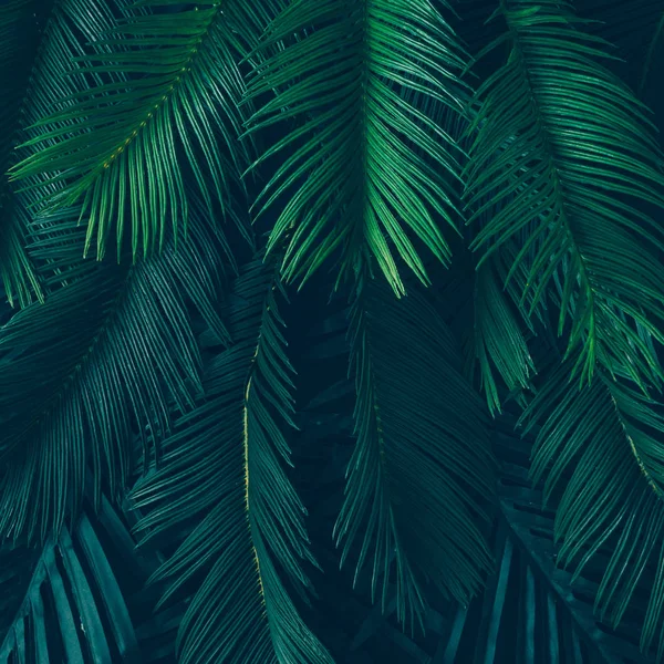 Diseño creativo hecho de hojas tropicales — Foto de Stock