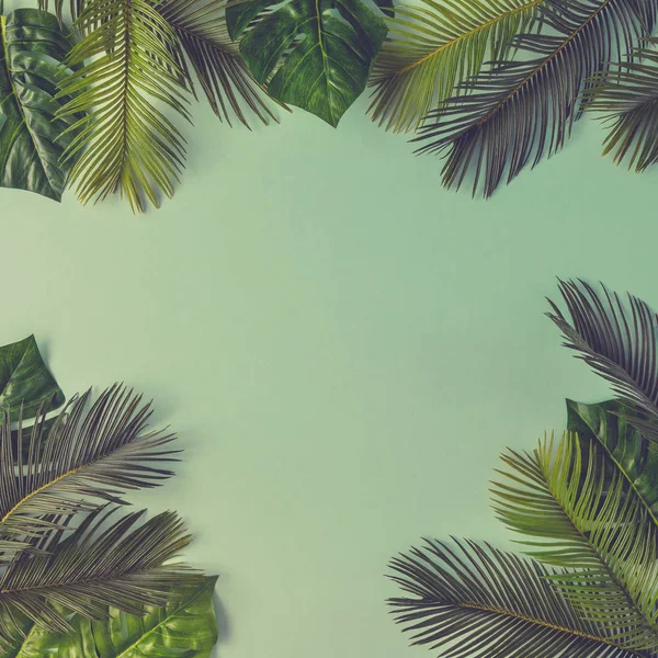 Тропические пальмовые листья — стоковое фото