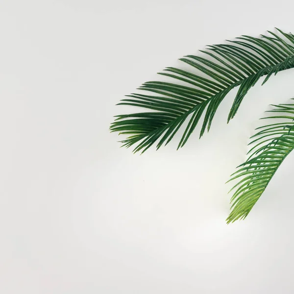 Folhas de palma tropicais — Fotografia de Stock