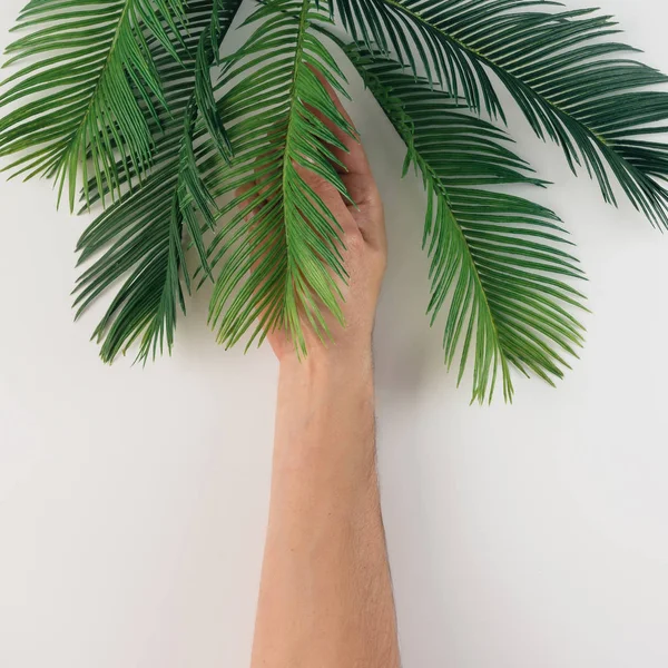 Hand holding tropical palm tree leaves