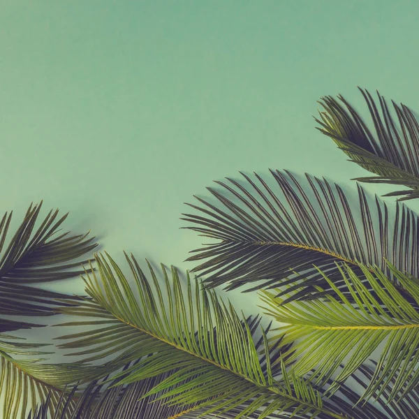 Тропические пальмовые листья — стоковое фото