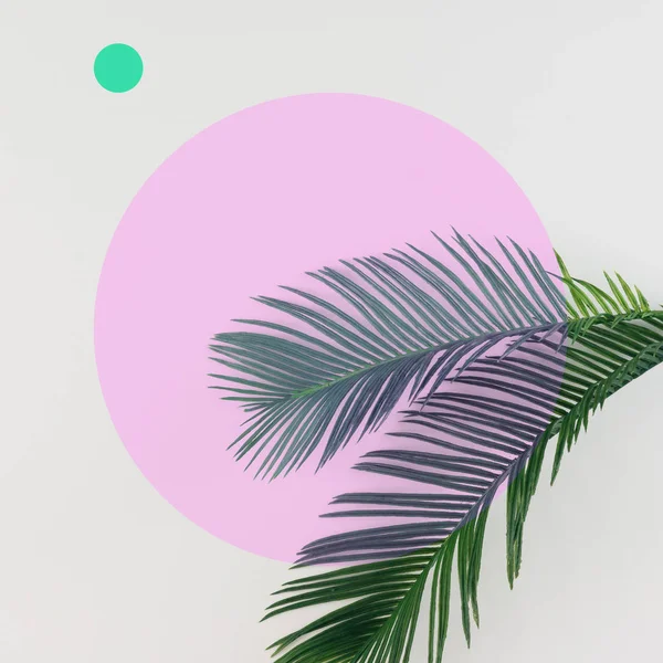 Folhas de palma tropicais — Fotografia de Stock