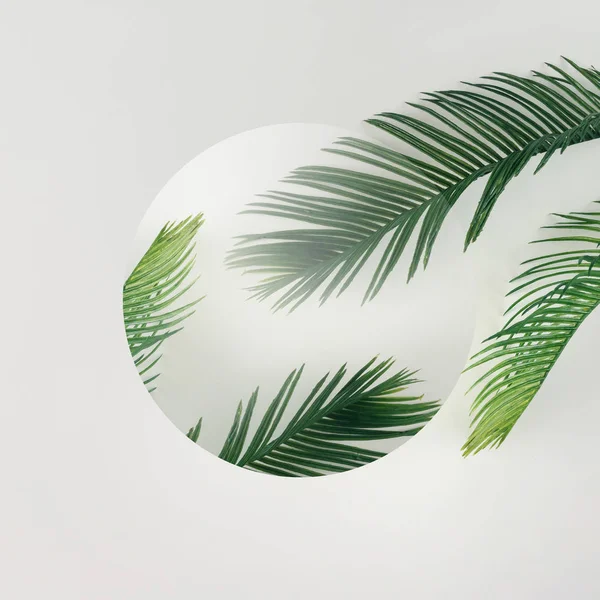 Exotic palm leaves — Stock Photo, Image