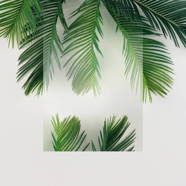 Exotic palm leaves — Stock Photo, Image