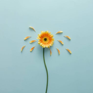 Sarı yaprakları ve çiçek kök ile