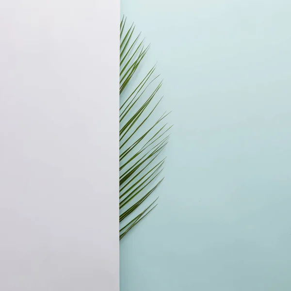 Polovinu zelené čerstvé Palmový list — Stock fotografie