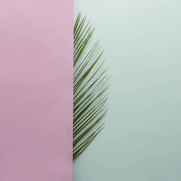 Half of green fresh palm leaf — Stock Photo, Image