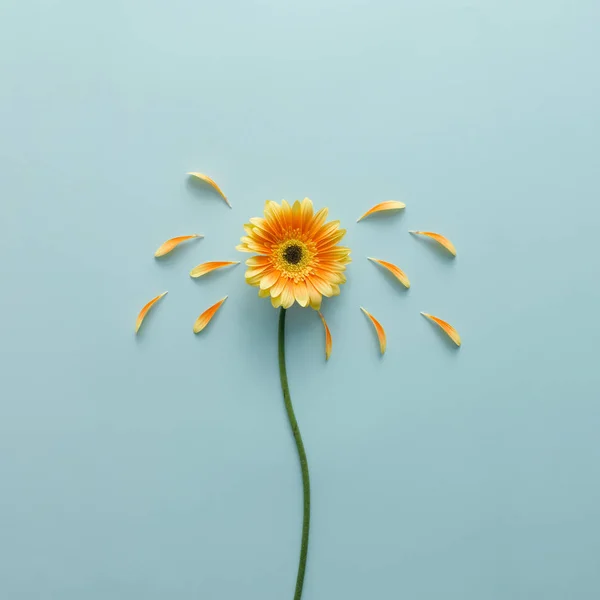 Yellow petals and flower with stem — Stock Photo, Image