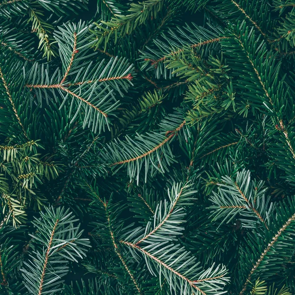 Christmas tree branches — Stock Photo, Image