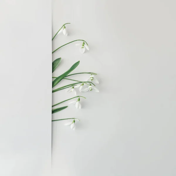 Creative layout made with snowdrop flowers on bright background, spring minimal concept — Stock Image Creative Layout Made Snowdrop Flowers Bright Background Spring Minimal Concept Stock Image