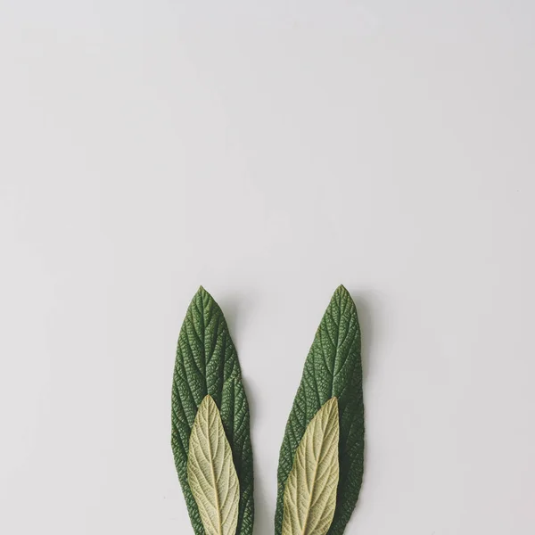 Oreilles Lapin Lapin Feuilles Vertes Naturelles Sur Fond Lumineux Concept — Photo