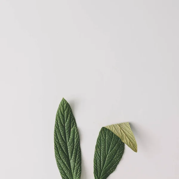 Hasenohren Aus Naturgrünen Blättern Auf Hellem Hintergrund Minimales Osterkonzept — Stockfoto