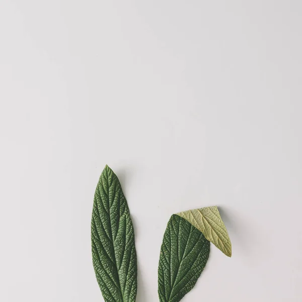 Bunny Rabbit Ears Made Natural Green Leaves Bright Background Easter — Stock Photo, Image