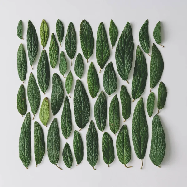 創造的なレイアウトは 緑の葉 自然春のコンセプト — ストック写真