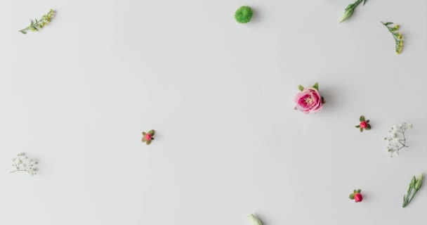 sammlung von bunten frhlingsblumen muster auf hellem hintergrund natur konzept stockvideo - Konzept Erstellen Muster sammlung von bunten frhlingsblumen muster auf hellem hintergrund natur konzept stockvideo - Konzept Erstellen Muster