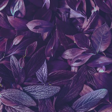 Düzen, doğaüstü kavramı yaratıcı tropic mor yaprakları