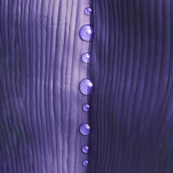 水で創造的なレイアウトが熱帯紫葉 超自然的な概念にドロップします — ストック写真